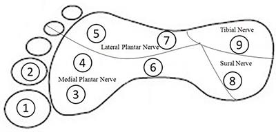 Changes of Peripheral Nerve Function and Vitamin B12 Level in People With Parkinson's Disease